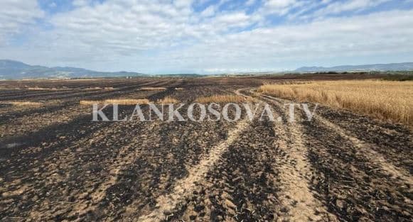Fermerit në Rahovec i digjen 15 hektarë grurë, kërkon kompensim nga ministria e Bujqësisë