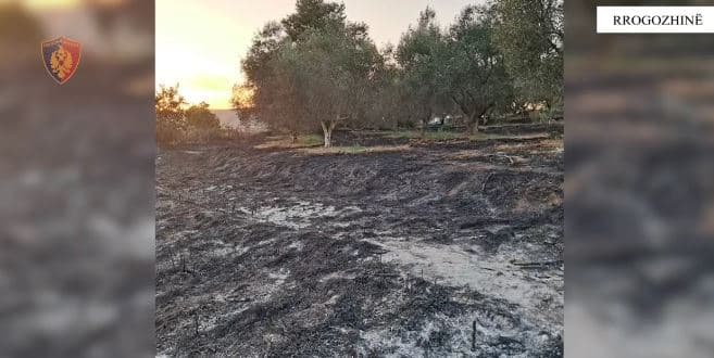 Arrestohet 41-vjeçari në Rrogozhinë pasi ndezi zjarrin që shkrumboi 10 hektarë tokë