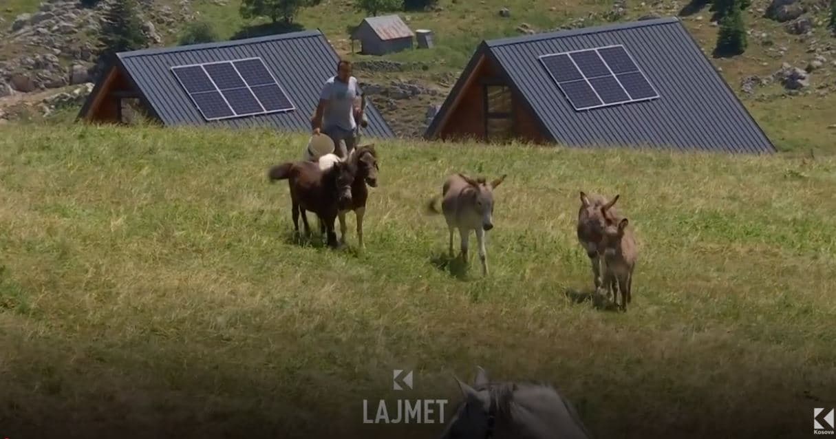 Kafshët e politikës, si bashkëpunojnë gomarët “deputetë”? (VIDEO)