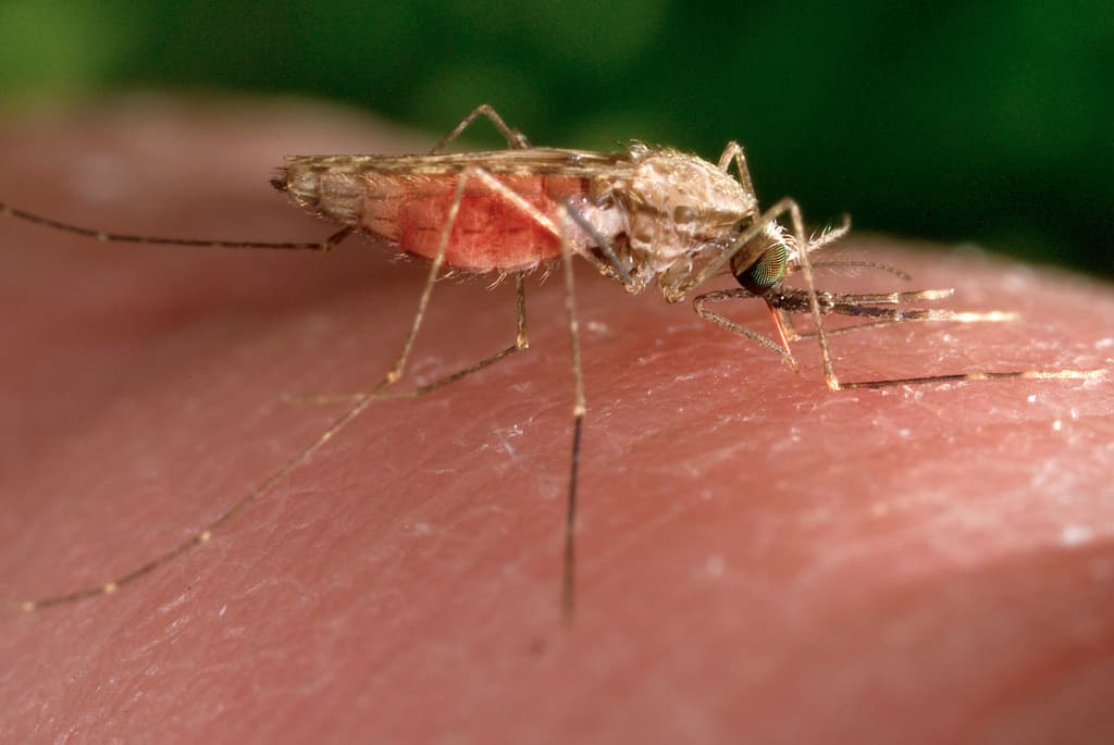 IKShPK: S’ka asnjë rast me virusin “Chikungunya” në Kosovë a rajon