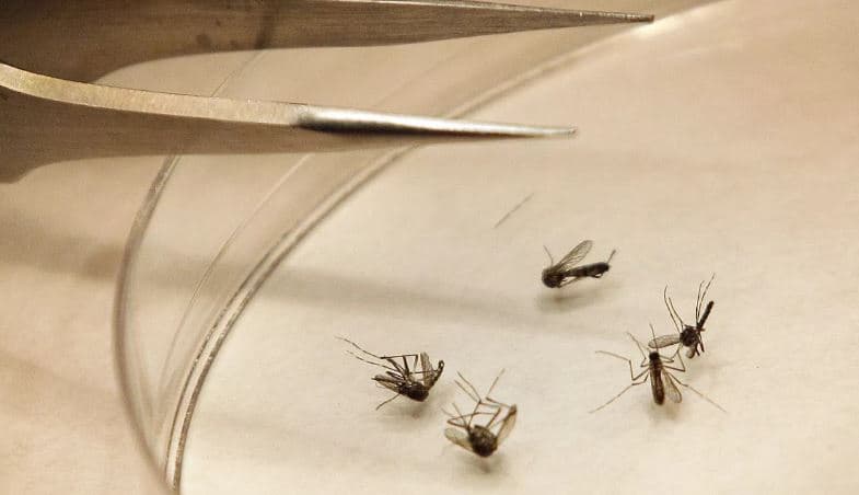 Që nga fillimi i vitit, dhjetë vdekje të raportuara nga virusi i Nilit Perëndimor në Itali