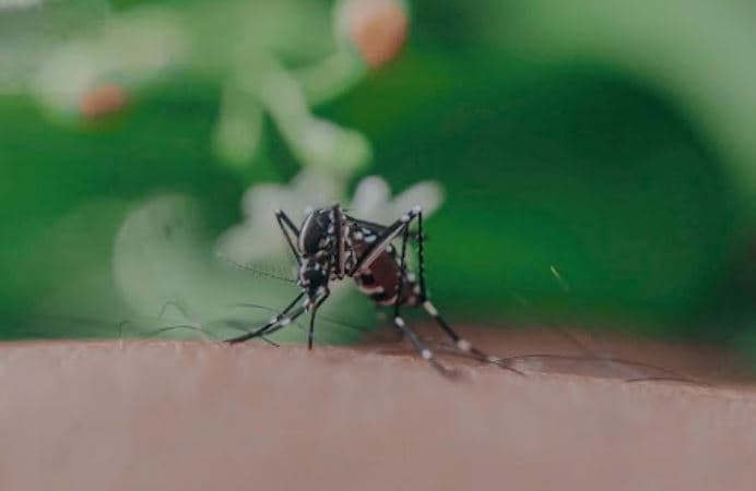 Mushkonjat zgjedhin “gjahun” e tyre – Ja cilët njerëz preferojnë insektet