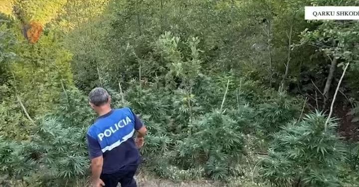 Asgjësohen rreth 5000 bimë kanabisi në Qarkun e Shkodrës