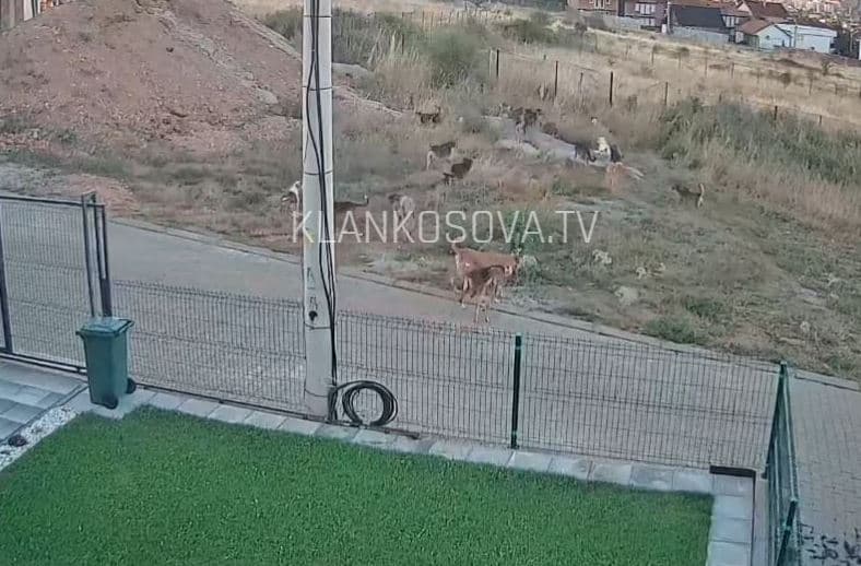 Qentë endacakë “rrethojnë” shtëpitë te Kodra e Trimave (VIDEO)