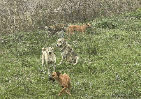 Qentë shqyejnë 20 pula në Kufcë, banorët kërkojnë ndërhyrje nga komuna e Gjilanit