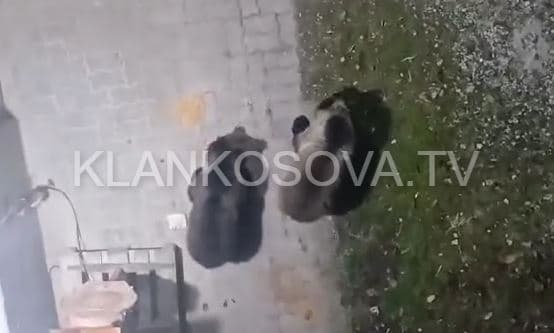 Në fshatin Bellobrad të Dragashit, dy arinj "vizitojnë" një depo (VIDEO)