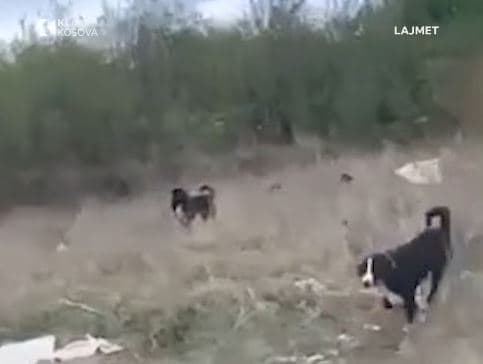 Qentë rrezikojnë nxënësit e një shkolle në Prishtinë, ankohen banorët