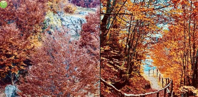 Rama uron të diele të bukur nga natyra magjike e Lepushës