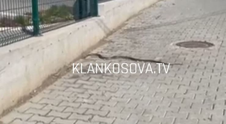 Gjapri dy metra shfaqet në Veternik (VIDEO)