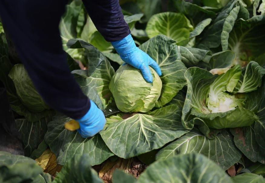 Kjo recetë mund të shpëtojë 15 milionë jetë në vit dhe planetin