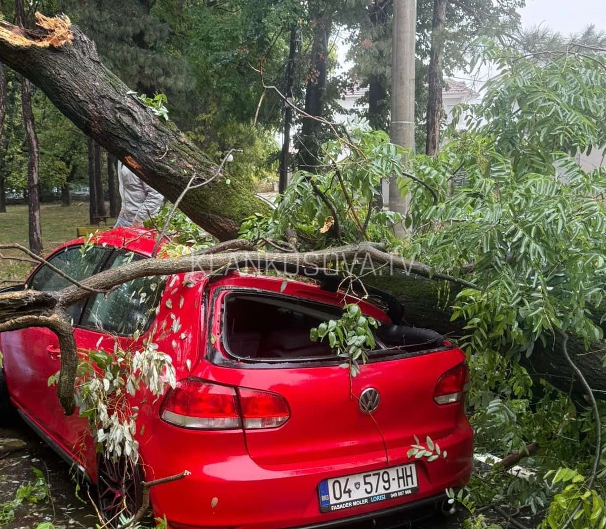 Rrëzohet lisi në Suharekë, bie mbi vetura (FOTO)