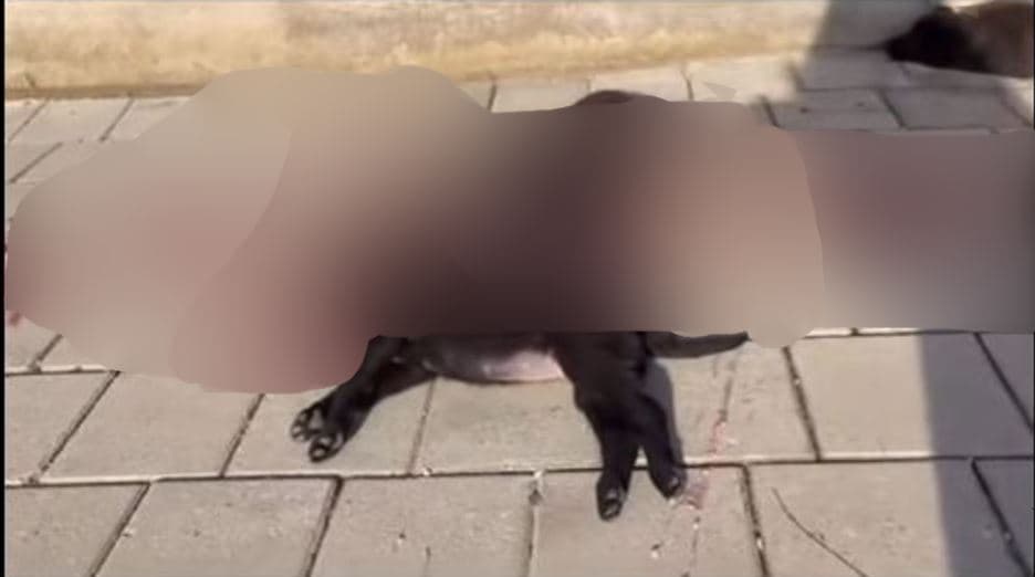 Artistët e shoubizit kosovar dënojnë masakrimin e qenve në Hajvali (FOTO)