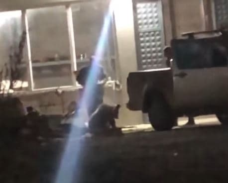 Kapen arinjtë që shqetësuan banorët e Bellobradit të Dragashit (VIDEO)