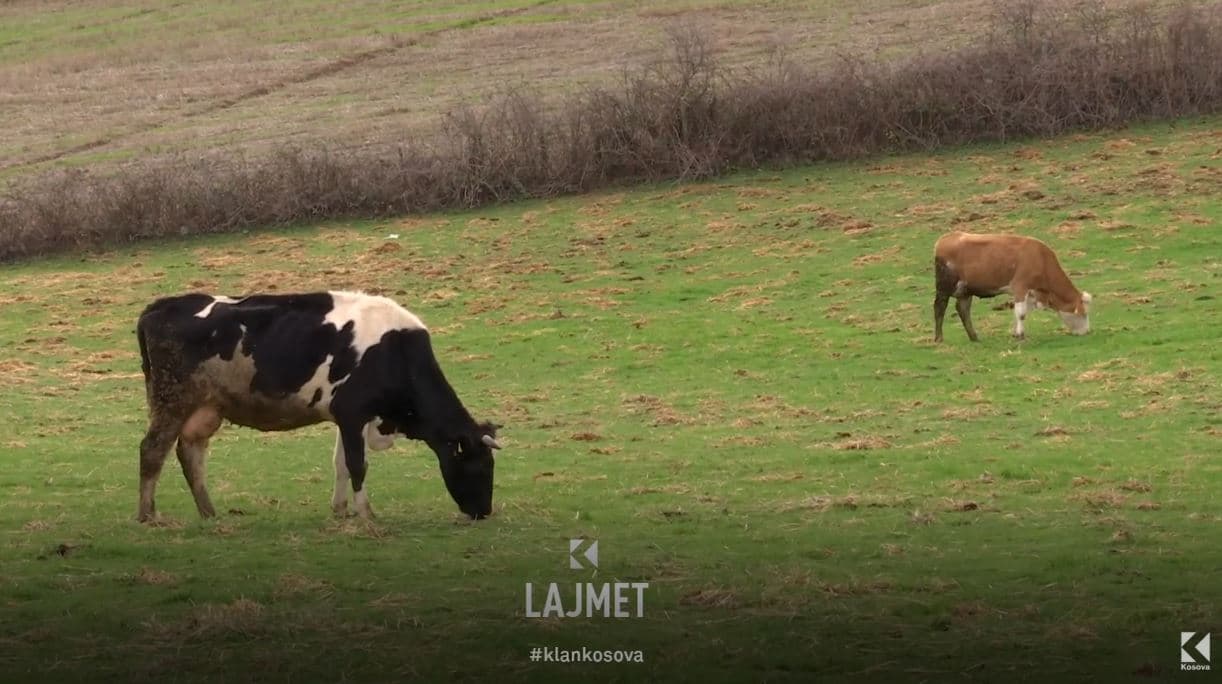 Ankesa e fermerëve: Shtrenjtohet qumështi i lopëve të Shtimes (VIDEO)