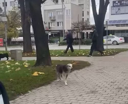 Qentë endacakë "pushtojnë" parkun e qytetit në Gjilan (VIDEO)
