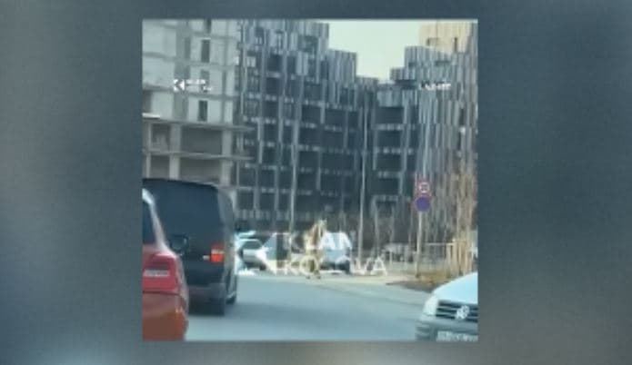 Kali në mes të trafikut, shëtitet nëpër rrugët e Prishtinës (VIDEO)