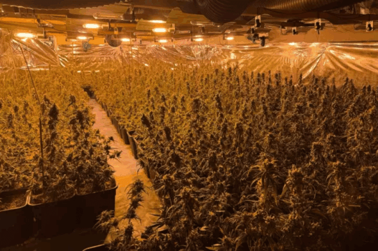 Policia gjermane zbulon plantacionin e kanabisit të shqiptarëve