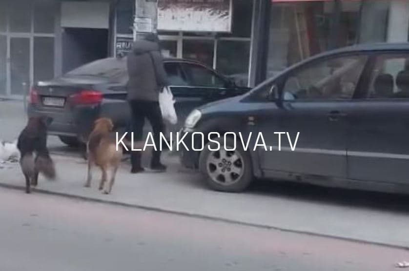 Mitrovicë: Qen endacakë, mbetje të rrezikshme barnash dhe trotuare të bllokuara (VIDEO)