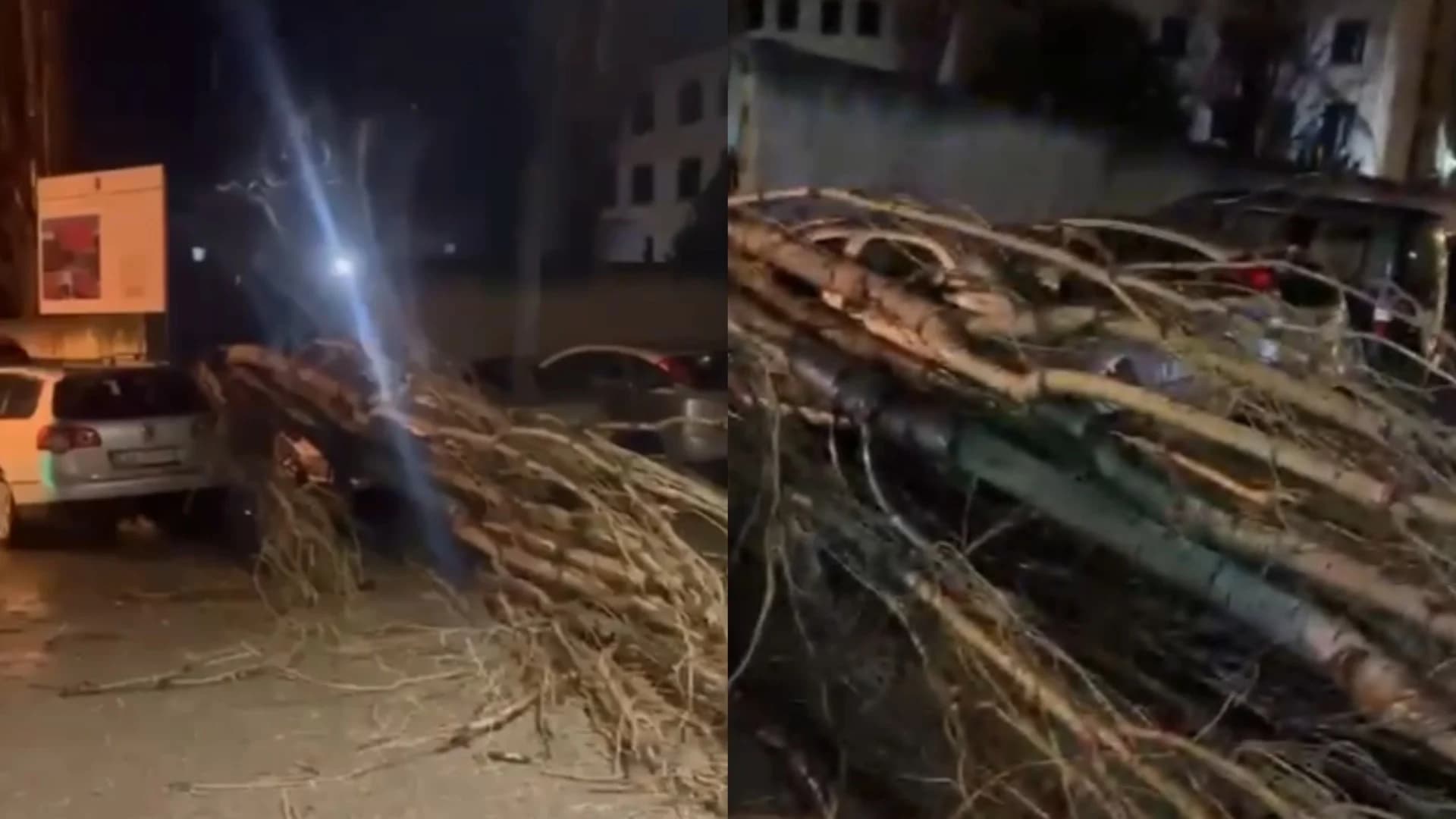 Erërat e forta rrëzojnë pemët në Vlorë