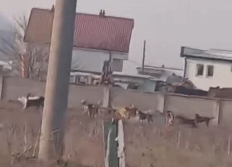 Qentë endacakë terrorizojnë banorët e fshatit Nakarade në Fushë Kosovë (VIDEO)