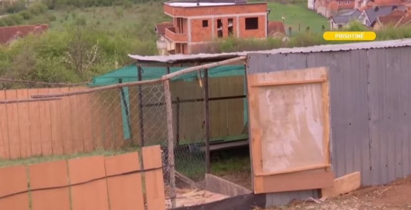 Kolovicë: Qentë endacakë i hanë pulat, banorët kërkojnë zgjidhje (VIDEO)