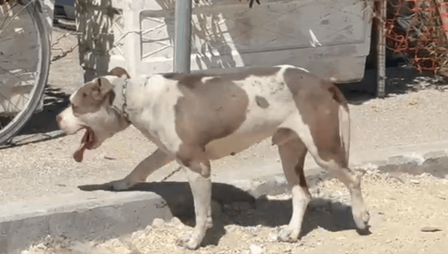 Pitbulli kafshon në kokë një 4-vjeçare në Vlorë, dërgohet me urgjencë në spital