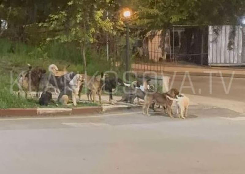 Qentë endacakë “pushtojnë” hyrjen e Spitalit të Prizrenit (VIDEO)