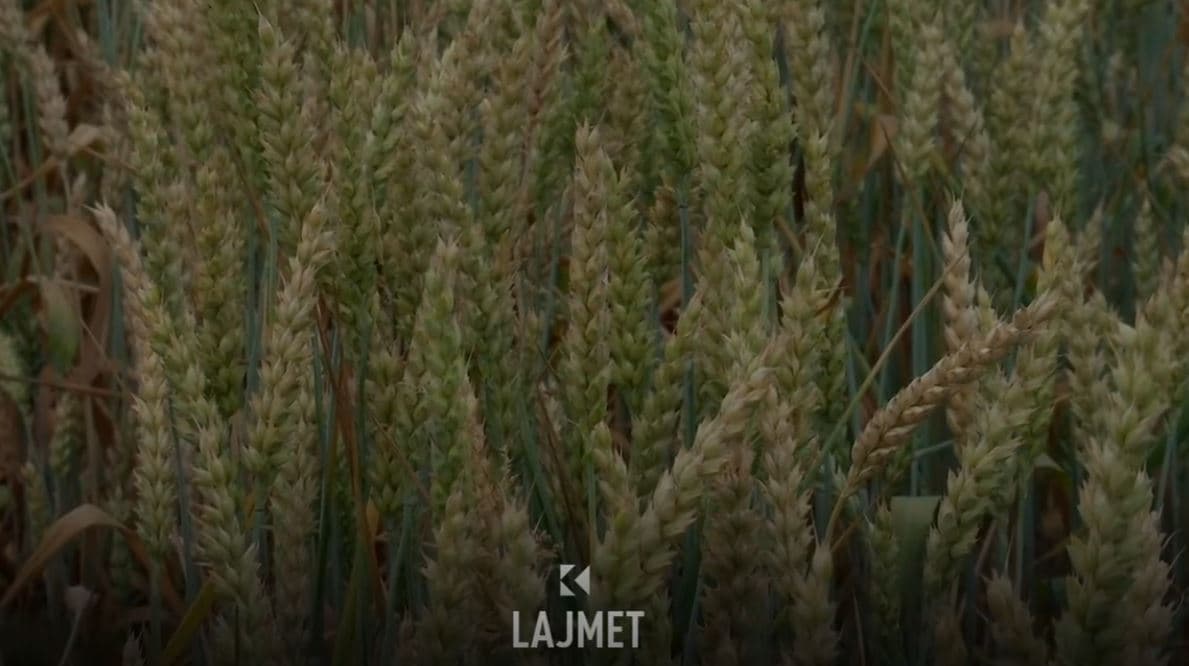 Subvencionet në bujqësi: Fermerët presin, thirrja kurrkund (VIDEO)