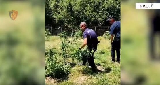 Operacion antidrogë në Krujë, gjenden fidanë dhe bimë narkotike