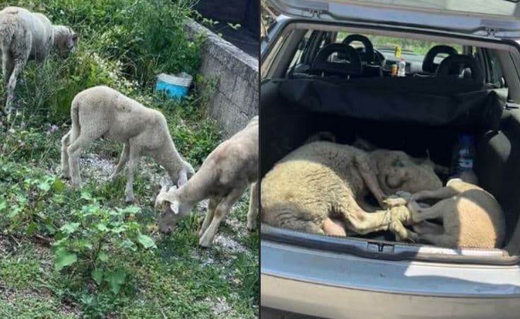 Arrestohet 62-vjeçari për vjedhjen e qengjave në Prizren, tre prej tyre rikthehen te pronari