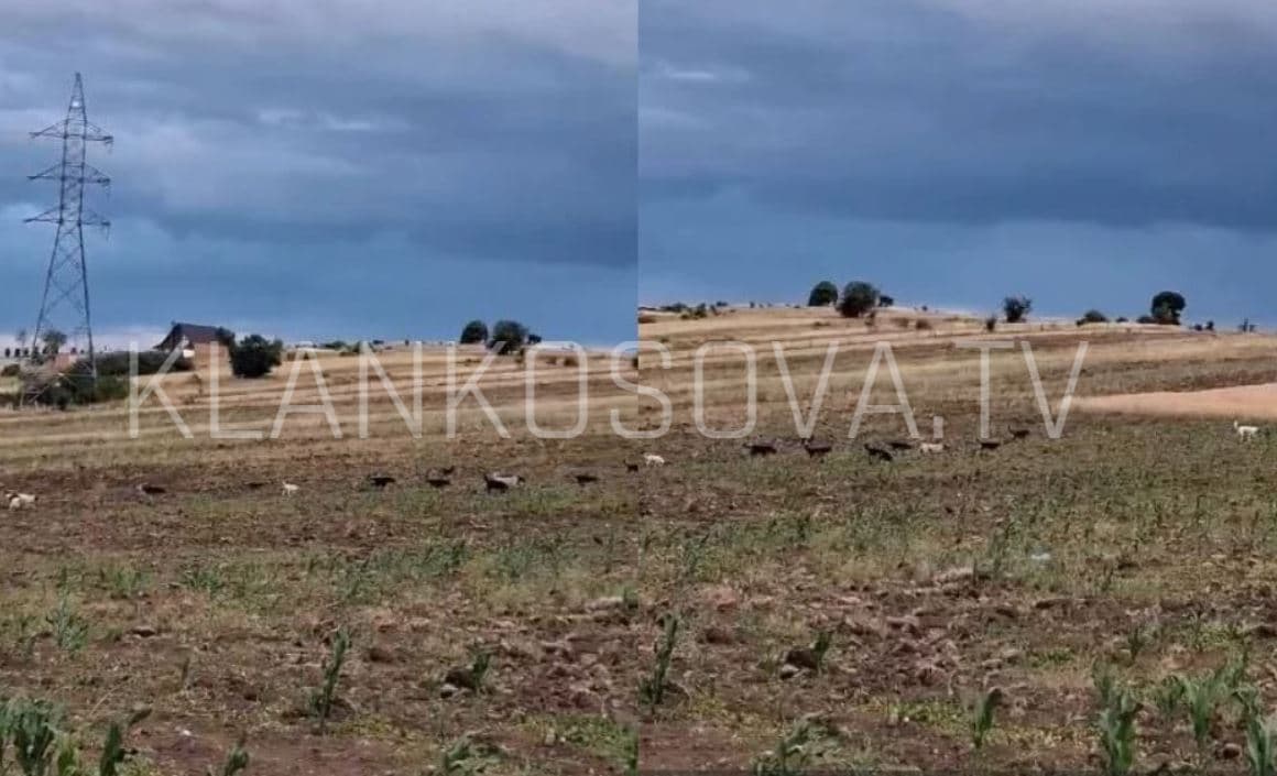 Qentë endacakë “pushtojnë” fushat e Cërrnicës së Gjilanit, banorët ndihen të rrezikuar (VIDEO)
