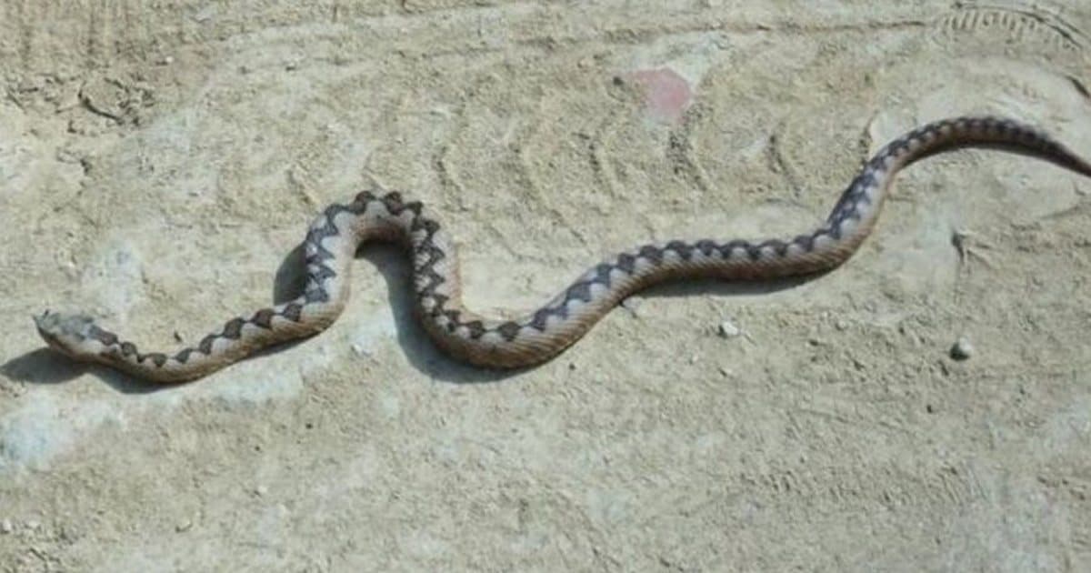 Të dhënat nga Spitali i Fierit, shtohen rastet e helmimeve nga insektet dhe zvarranikët