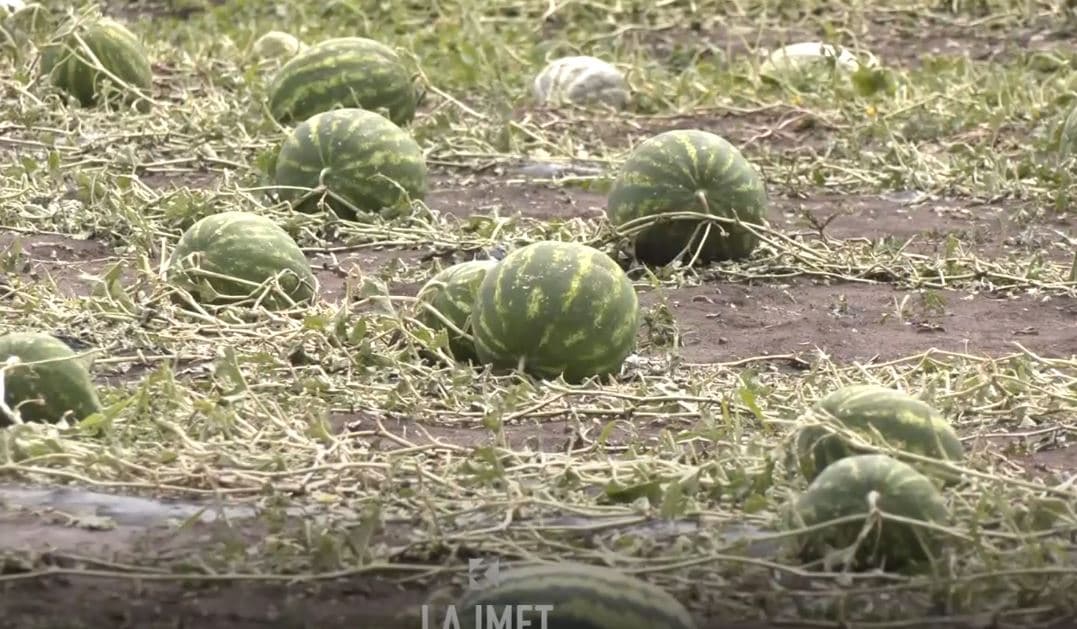 Moti i ligë: Fermerët e dëmtuar do të ndërrojnë zanat (VIDEO)