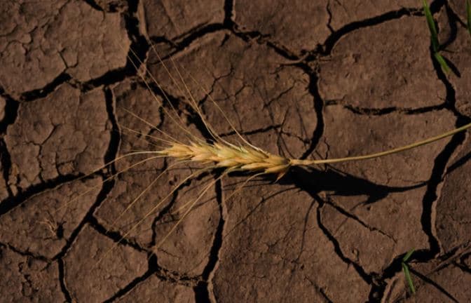 Paralajmërojnë ekonomistët: El Nino mund të shkaktojë tronditje globale të çmimeve të ushqimit