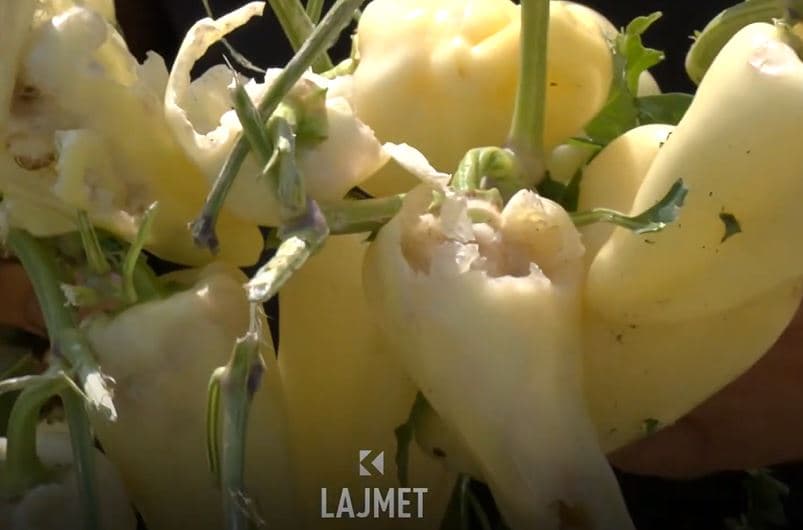 Dëmet nga breshri: “Me kast” do të rriten çmimet e perimeve (VIDEO)