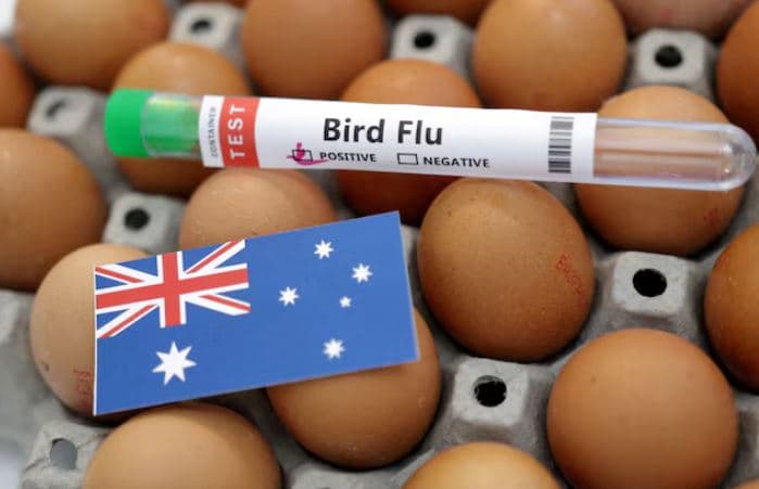 Gripi i rrezikshëm H5N1 përhapet në Australi, konfirmohet rasti i parë në bregdet