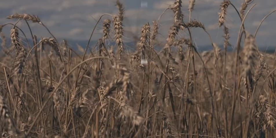 Shkatërrimi i kulturave bujqësore nga breshëri, emisioni PRAKTIK në Klan Kosova (VIDEO)