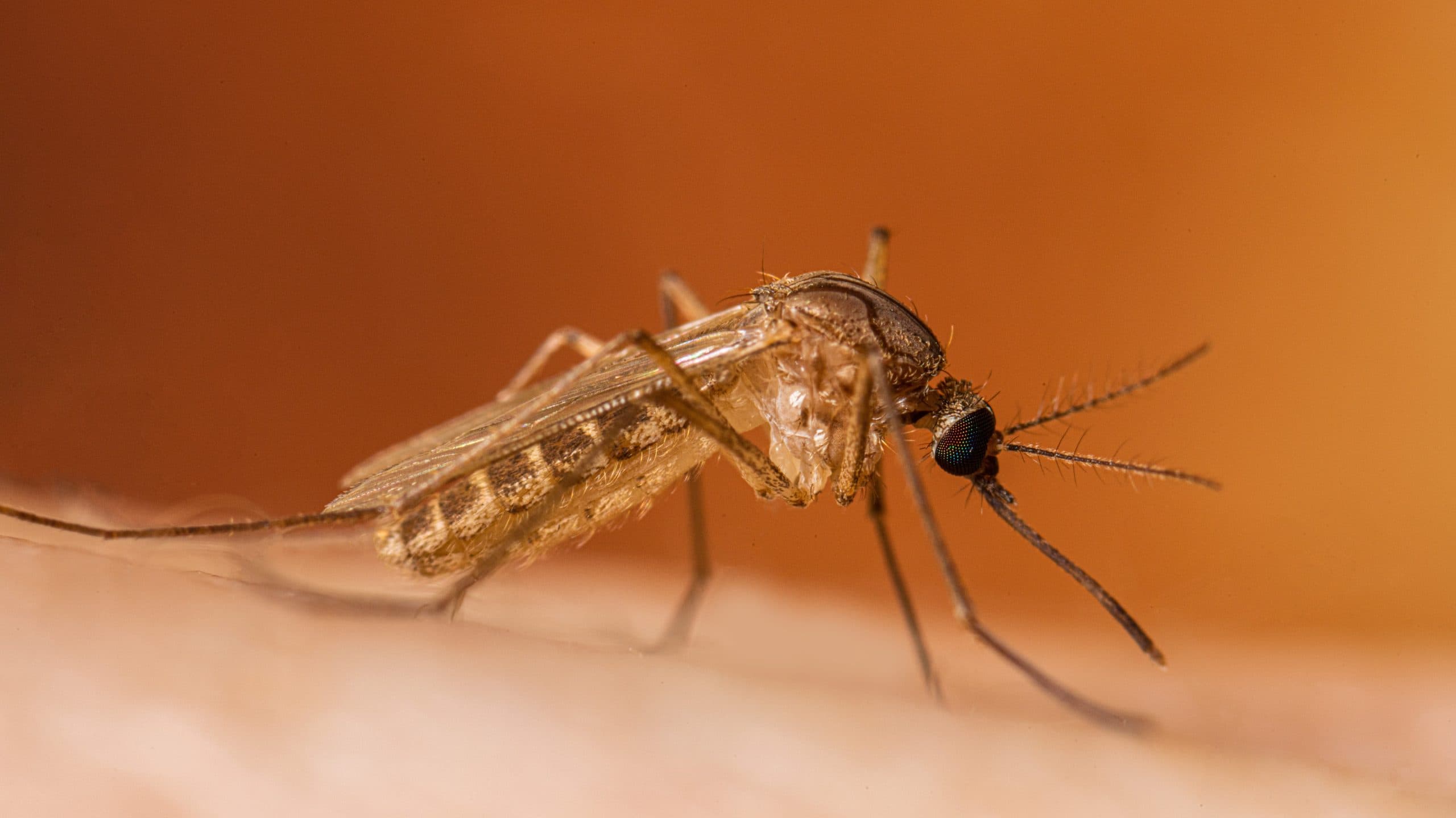 Virusi i Nilit Perëndimor përhapet në Evropë, raste të reja në pesë vende