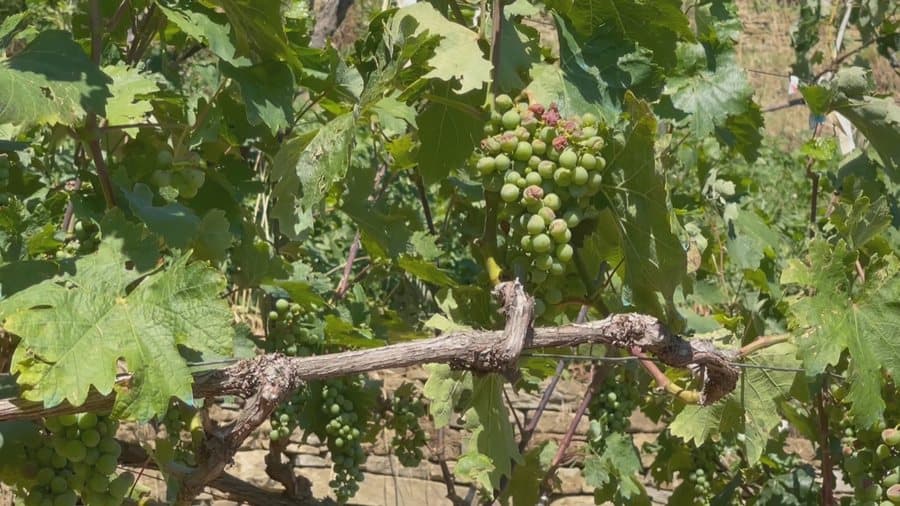 Breshëri dëmton prodhimin në tri fshatra të Këlcyrës së Shqipërisë, shembet edhe rruga