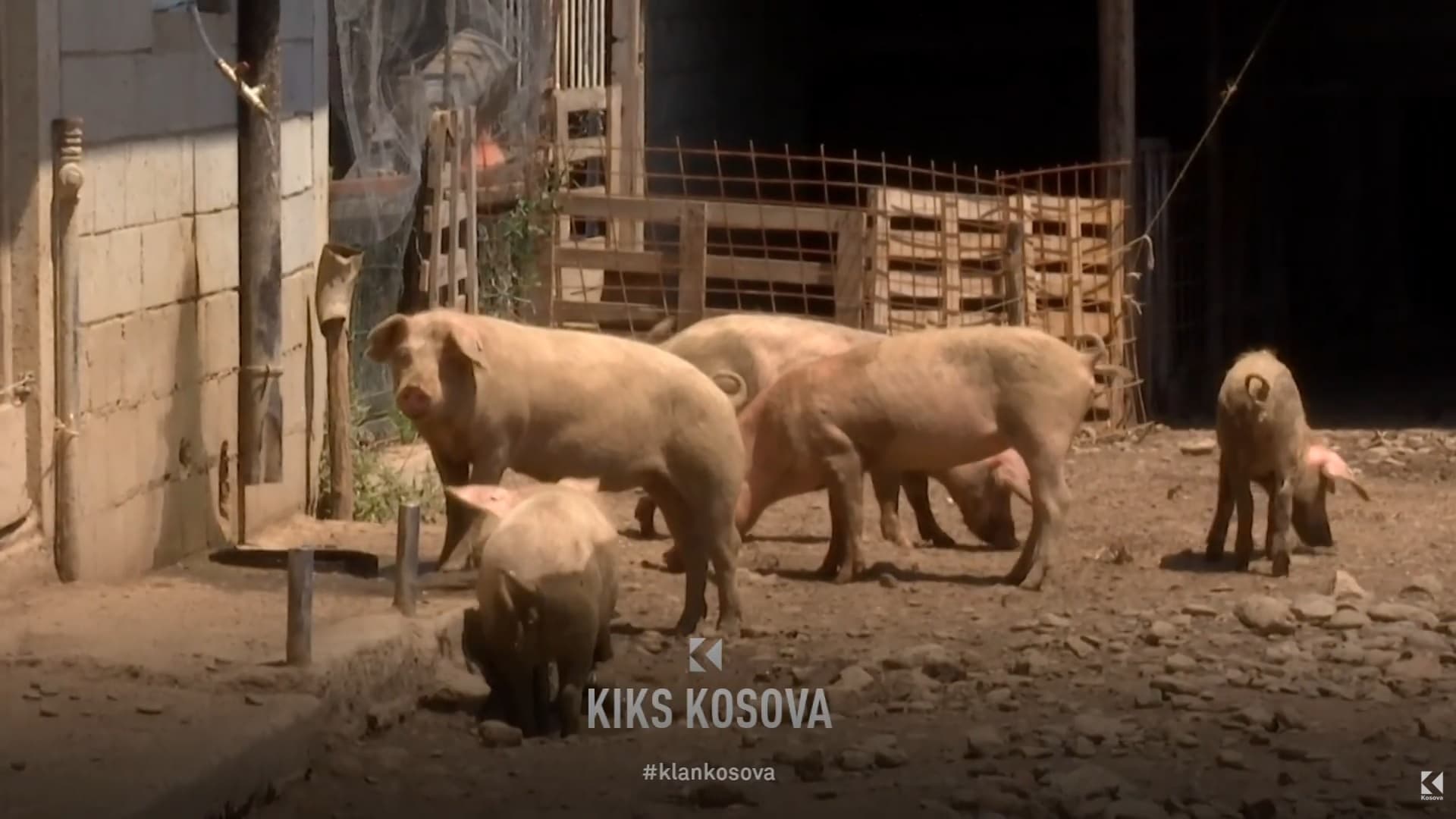 Murtaja Afrikane e Derrave po përhapet - a mund ta prekë edhe Kosovën? (VIDEO)