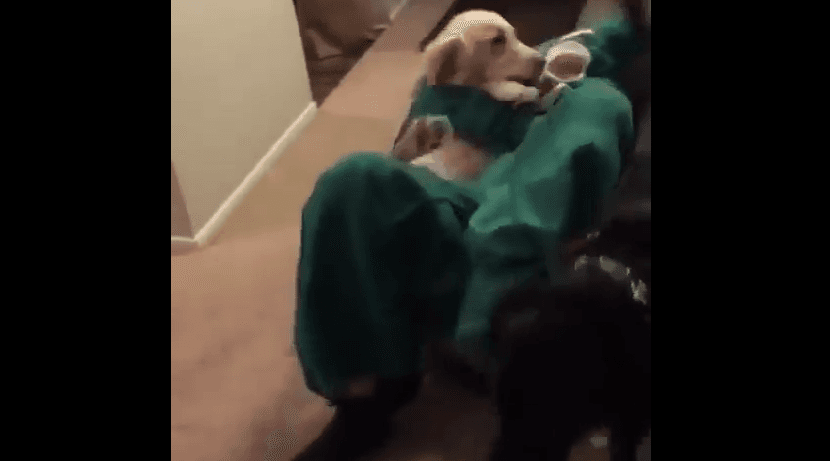 Djali vishet si lodra e preferuar e qenit të tij, reagimi është i paparë (VIDEO)