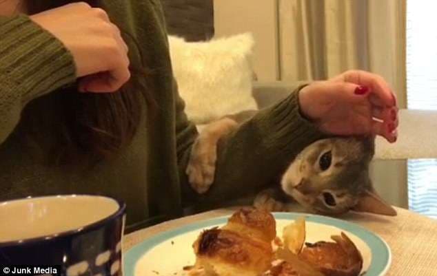 Kjo mace nuk i reziston dot kroasantit (VIDEO)