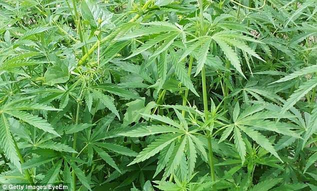 Itali: Gjendet në kamion 350 kilogramë drogë, arrestohet shqiptari