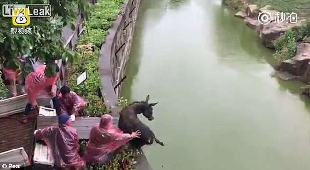 Tigrat ushqehen me gomarin e gjallë në një kopsht zoologjik në Kinë (VIDEO)