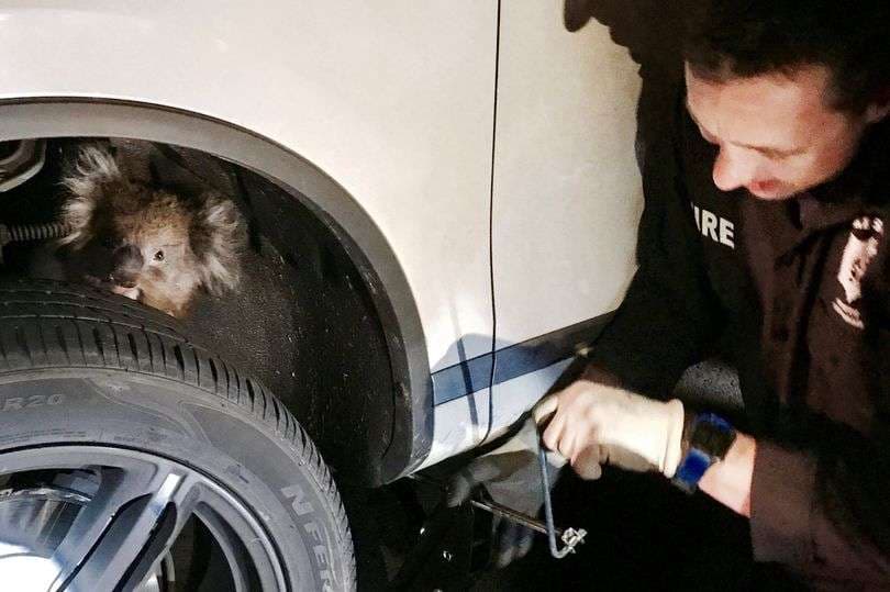 Shoferi ndaloi makinën pasi dëgjoi një koalë duke qarë