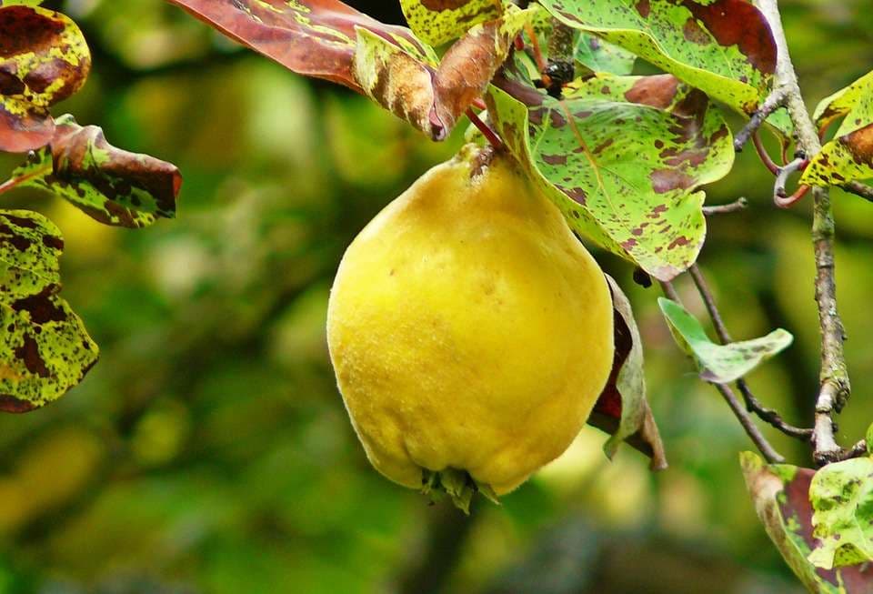 Fruti që preferohet të konsumohet gjatë vjeshtës