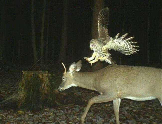 Fotografi që dëshmojnë se bota e kafshëve është rrëmujë