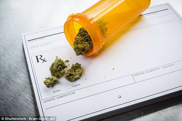 OBSH: Marihuana mjekësore s’ka rreziqe për shëndetin