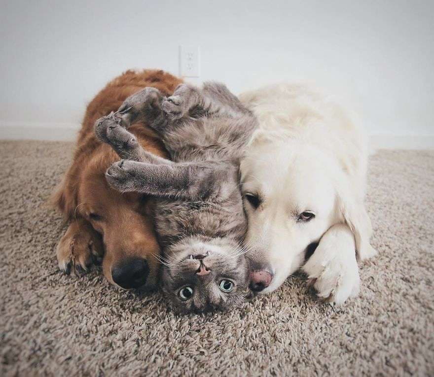 Tre miqtë më të mirë (FOTO)