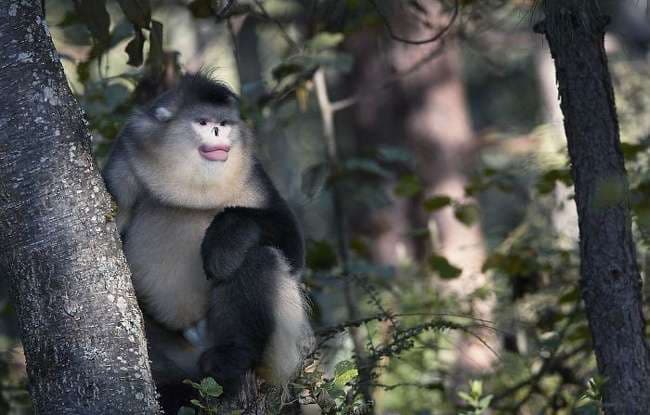 Britaniku harxhoi dy vjet për këto fotografi